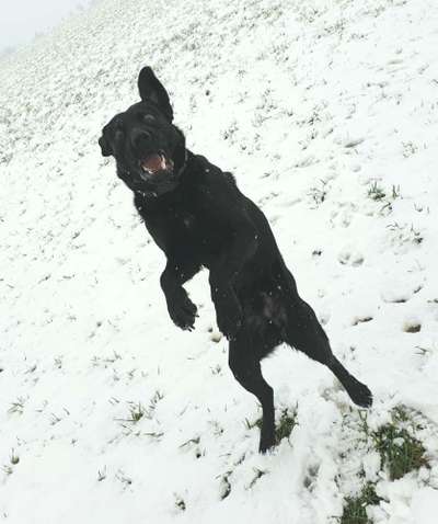 Dogorama Photo Challenge - Fail/Outtakes-Beitrag-Bild