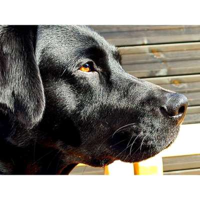 Dogorama Photo Challenge - Details Ganz nah-Beitrag-Bild