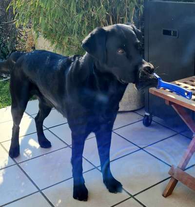 Dogorama Photo Challenge - Hündische Haushaltshilfe-Beitrag-Bild