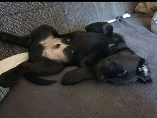 Dogorama Photo Challenge - Zeigt her eure Bäuche-Beitrag-Bild