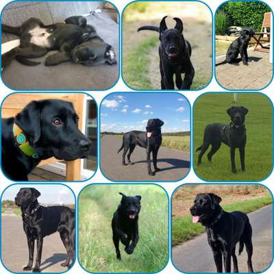 11. Collagen-Challenge
Dein*e Hund*e in verschiedenen Lebensphasen-Beitrag-Bild