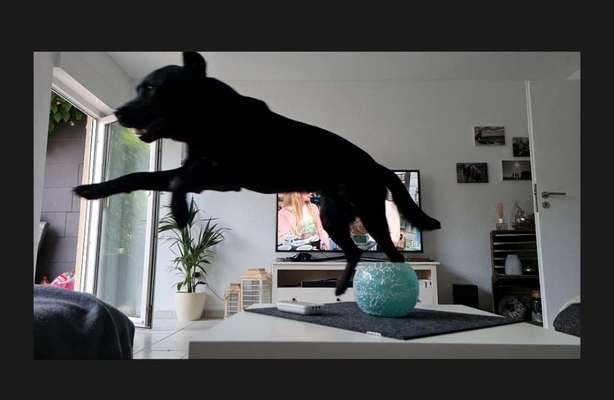 Dogorama Foto Challenge - Erwischt-Beitrag-Bild