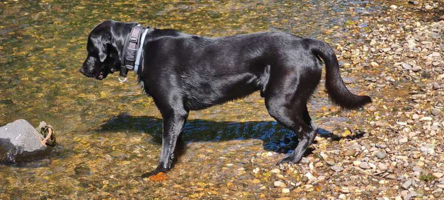 Auf der Suche nach dem richtigen Halsband-Beitrag-Bild