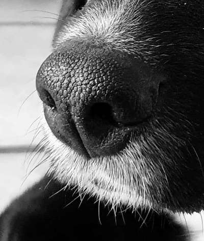 Dogorama Photo Challenge - Details Ganz nah-Beitrag-Bild