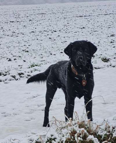 Dogorama Photo Challenge - Winterstimmung-Beitrag-Bild