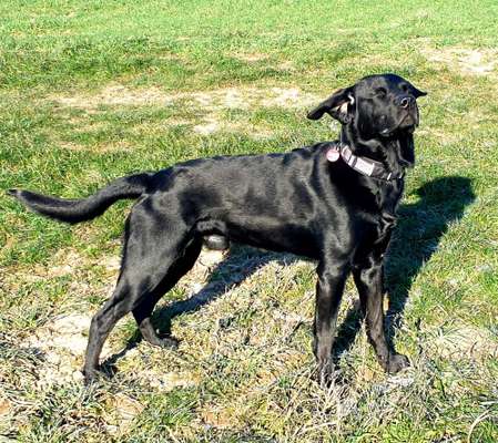 Dogorama Photo Challenge- Der Nase nach-Beitrag-Bild