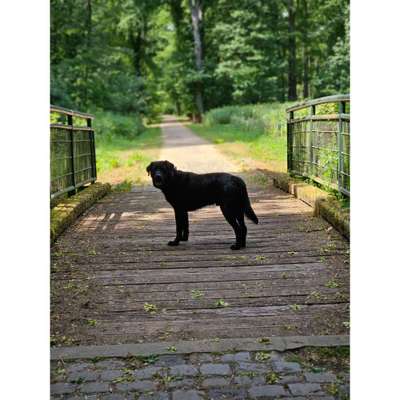 Foto Challenge Thema "Brücke"-Beitrag-Bild