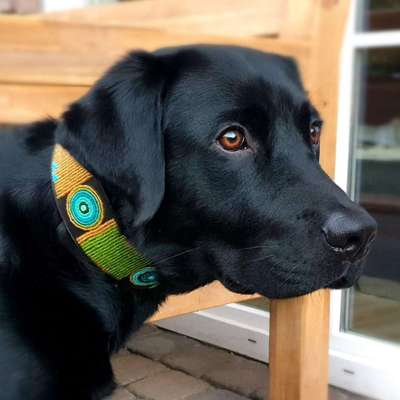 Dogorama Photo Challenge - Portrait-Beitrag-Bild