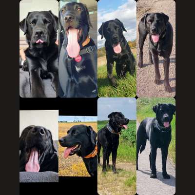 18. Collagen Challenge - Zunge raus!-Beitrag-Bild