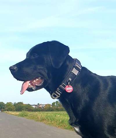 Halsbänder-Beitrag-Bild