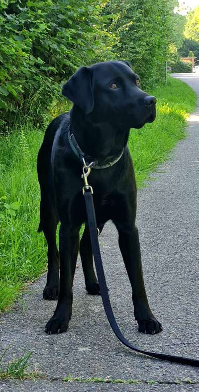 Labradorfans-Beitrag-Bild