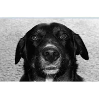 149. Foto Challenge: Wer ist hier der Boss!-Beitrag-Bild