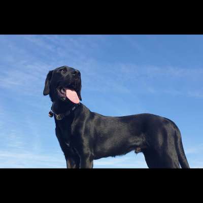 Handy Fotochallenge Nr. 52: Dein Hund mit blauem Himmel-Beitrag-Bild