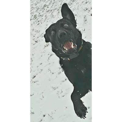 Fotowettbewerb ,,mein gruseliger Hund"-Beitrag-Bild