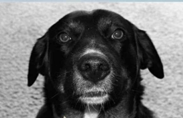 Lustigsten Bilder-Beitrag-Bild