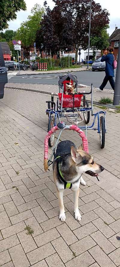 Hundetreffen-Hunde treff um es auszuprobieren mit Rudy saco wagen zuprobieren Husky Waagen!-Bild