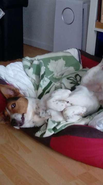 Dogorama Photo Challenge - Einmal lächeln bitte-Beitrag-Bild