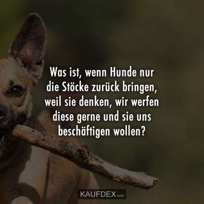 Hunde Memes-Beitrag-Bild