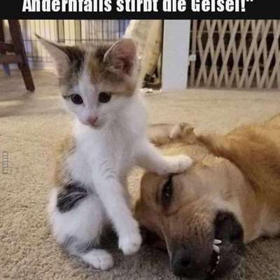 Hunde Memes-Beitrag-Bild