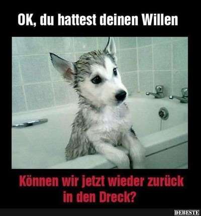 Hunde Memes-Beitrag-Bild