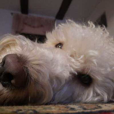 Dogorama Photo Challenge - Details Ganz nah-Beitrag-Bild