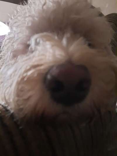 42. Handy Fotochallenge - Den richtigen Riecher haben-Beitrag-Bild