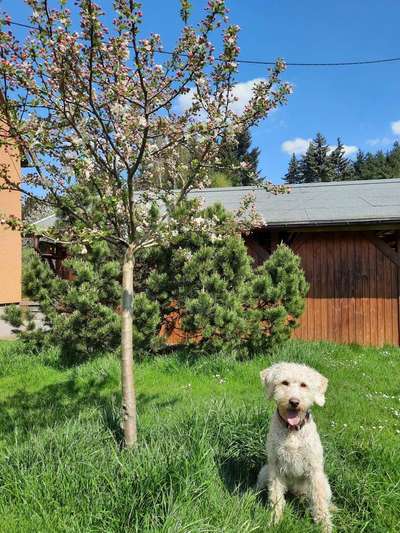 Labradorfans-Beitrag-Bild