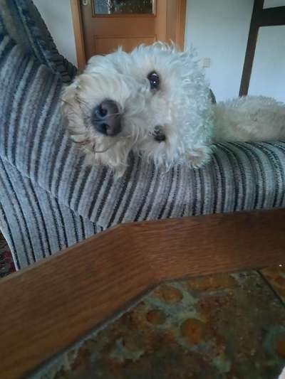 Wie heißt dein Hund?-Beitrag-Bild