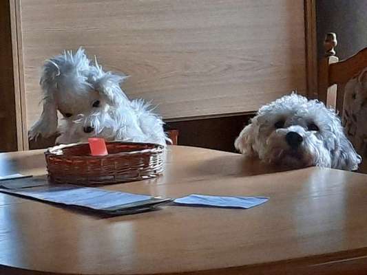 Dogorama Photo Challenge - besondere Eigenschaften-Beitrag-Bild