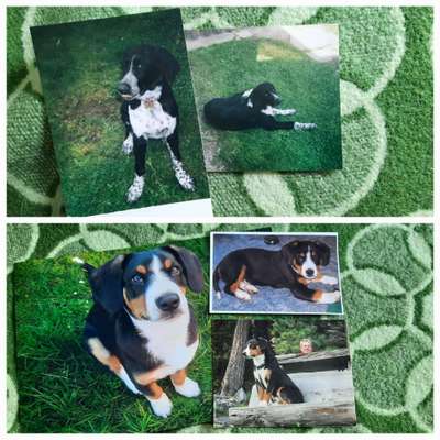 Unsere Fellnasen im Regenbogenland-Beitrag-Bild