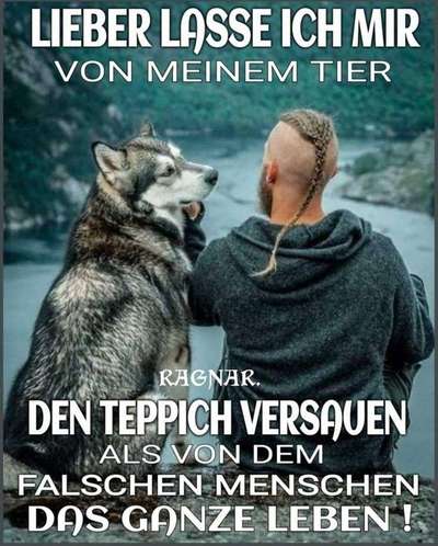 Hunde Memes-Beitrag-Bild