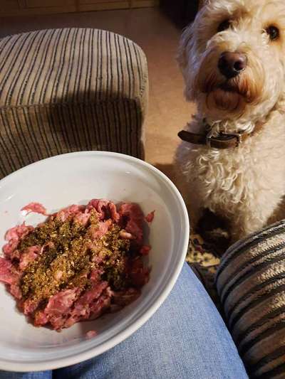 Zeigt her Eure Futternäpfe-Beitrag-Bild