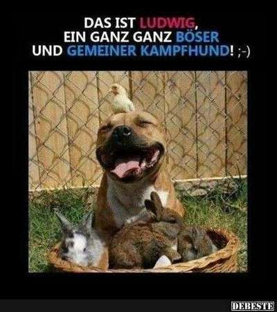 Hunde Memes-Beitrag-Bild