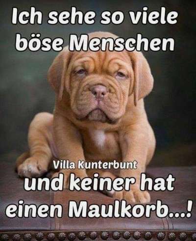 Hunde Memes-Beitrag-Bild