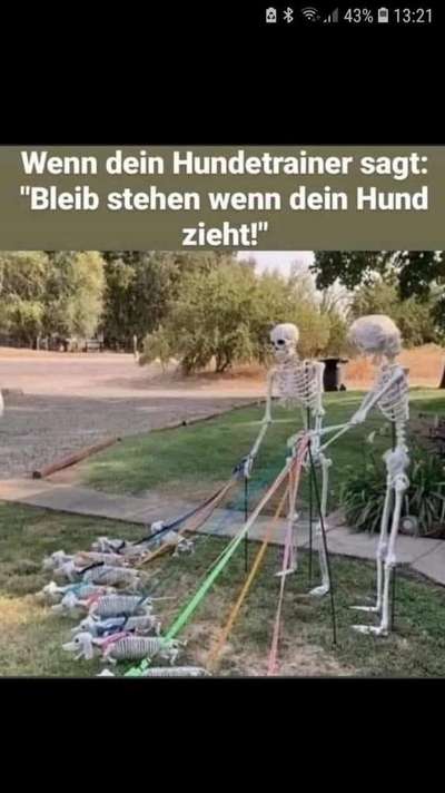Hunde Memes-Beitrag-Bild