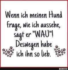 Hunde Memes-Beitrag-Bild