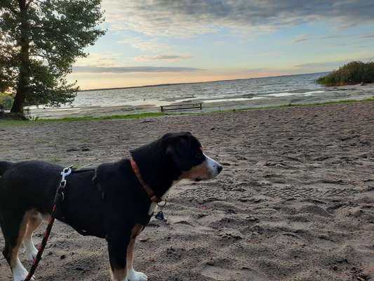 Unsere Fellnasen im Regenbogenland-Beitrag-Bild