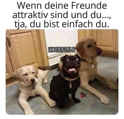 Hunde Memes-Beitrag-Bild