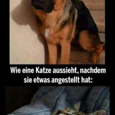 Hunde Memes-Beitrag-Bild
