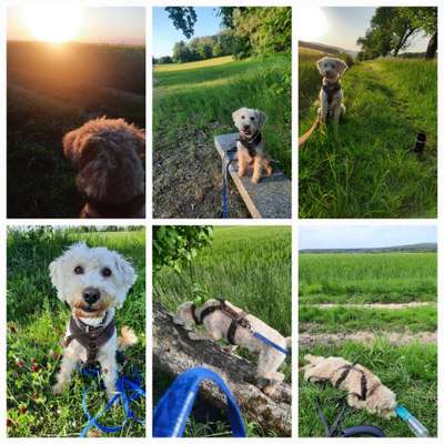 39. Collagen Challenge - Dein Hund auf einer Wiese-Beitrag-Bild