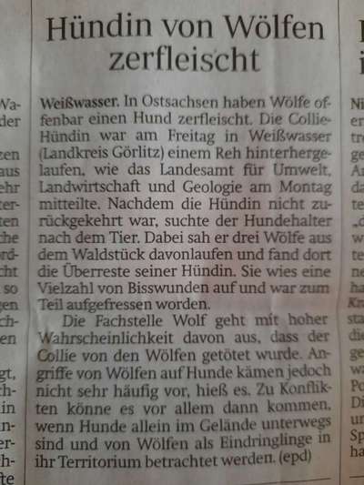 Wolfsbegegnung-Beitrag-Bild