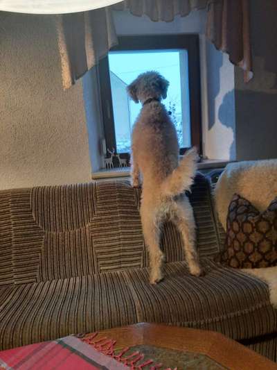 20. Collagen Challenge - "Lustige Schnappschüsse"-Beitrag-Bild