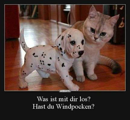 Hunde Memes-Beitrag-Bild