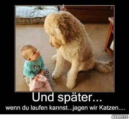 Hunde Memes-Beitrag-Bild