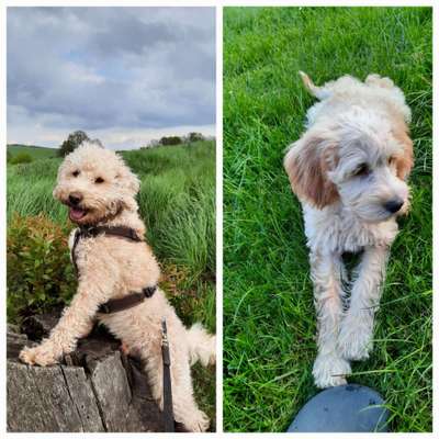 Vom Welpen zum Hund-Beitrag-Bild