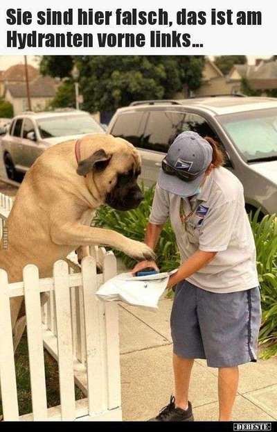 Hunde Memes-Beitrag-Bild