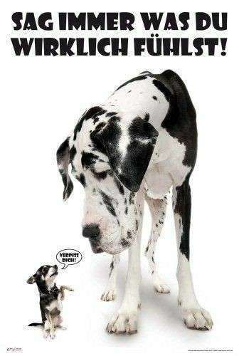 Hunde Memes-Beitrag-Bild