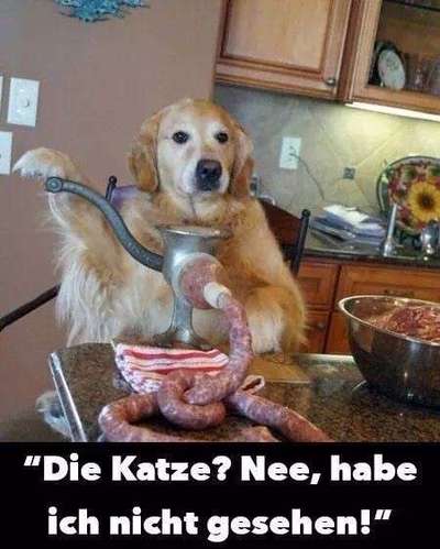 Hunde Memes-Beitrag-Bild
