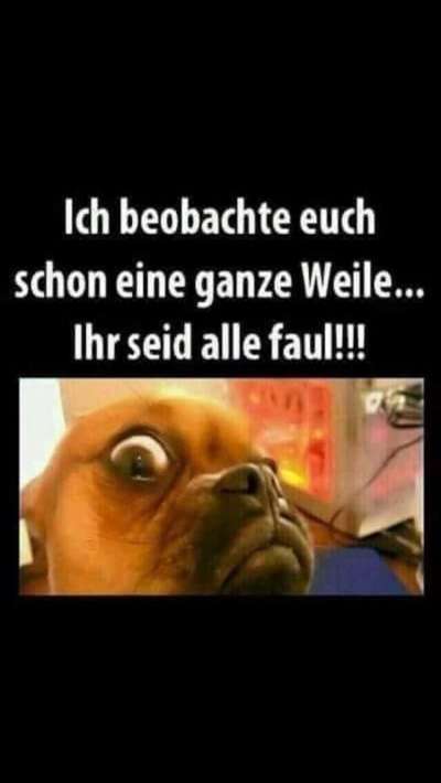 Hunde Memes-Beitrag-Bild