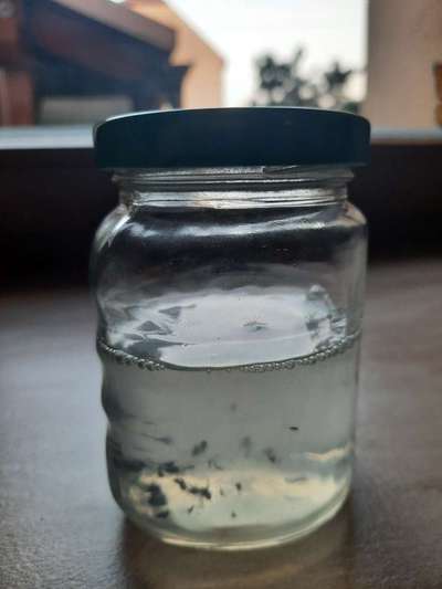 Zeckenschutz ohne Chemie-Beitrag-Bild